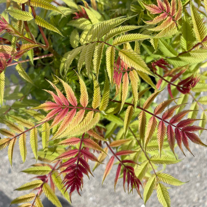Spirea False Cherry on Top 2gal
