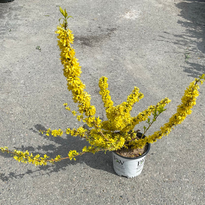 Forsythia Show Off Starlet 8" Pot