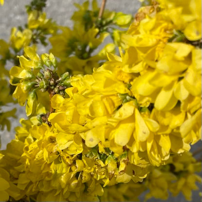Forsythia Show Off Starlet 8" Pot