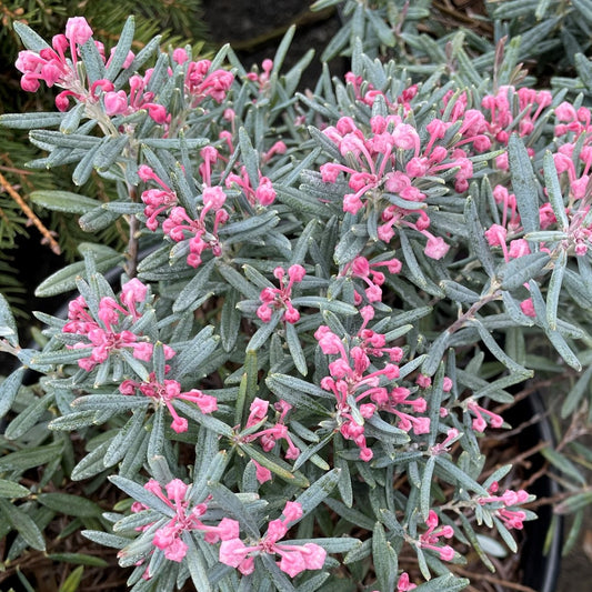 Bog Rosemary 'Blue Ice'