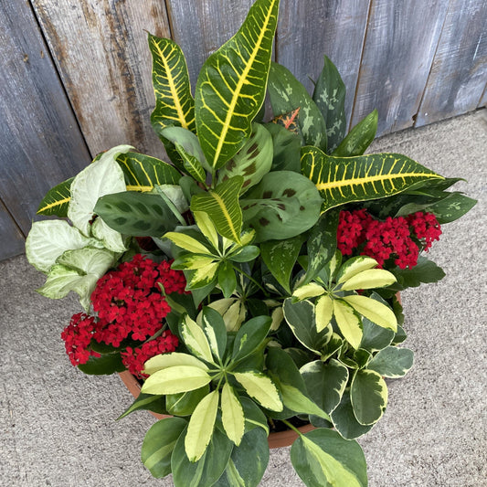 Dish Garden Tropical Mixed 14" Bowl