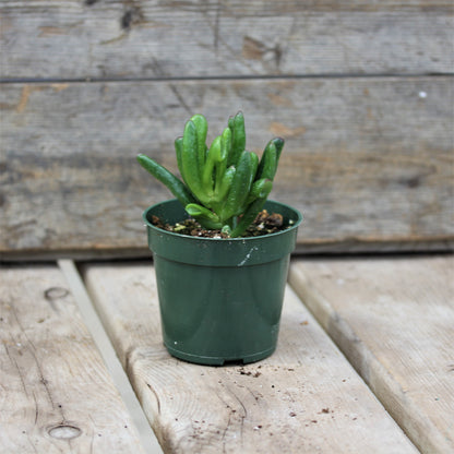 Succulent Jade Plant Hobbit 4" Pot