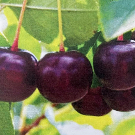 Cherry 'Juliet'