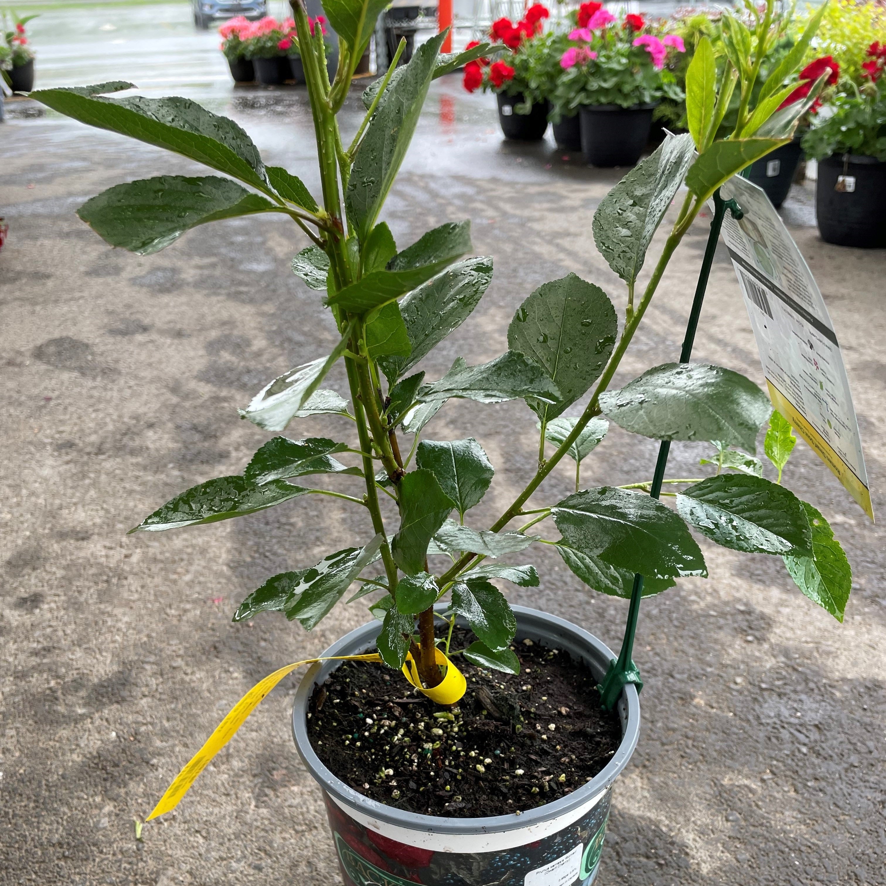 Cherry 'Juliet'