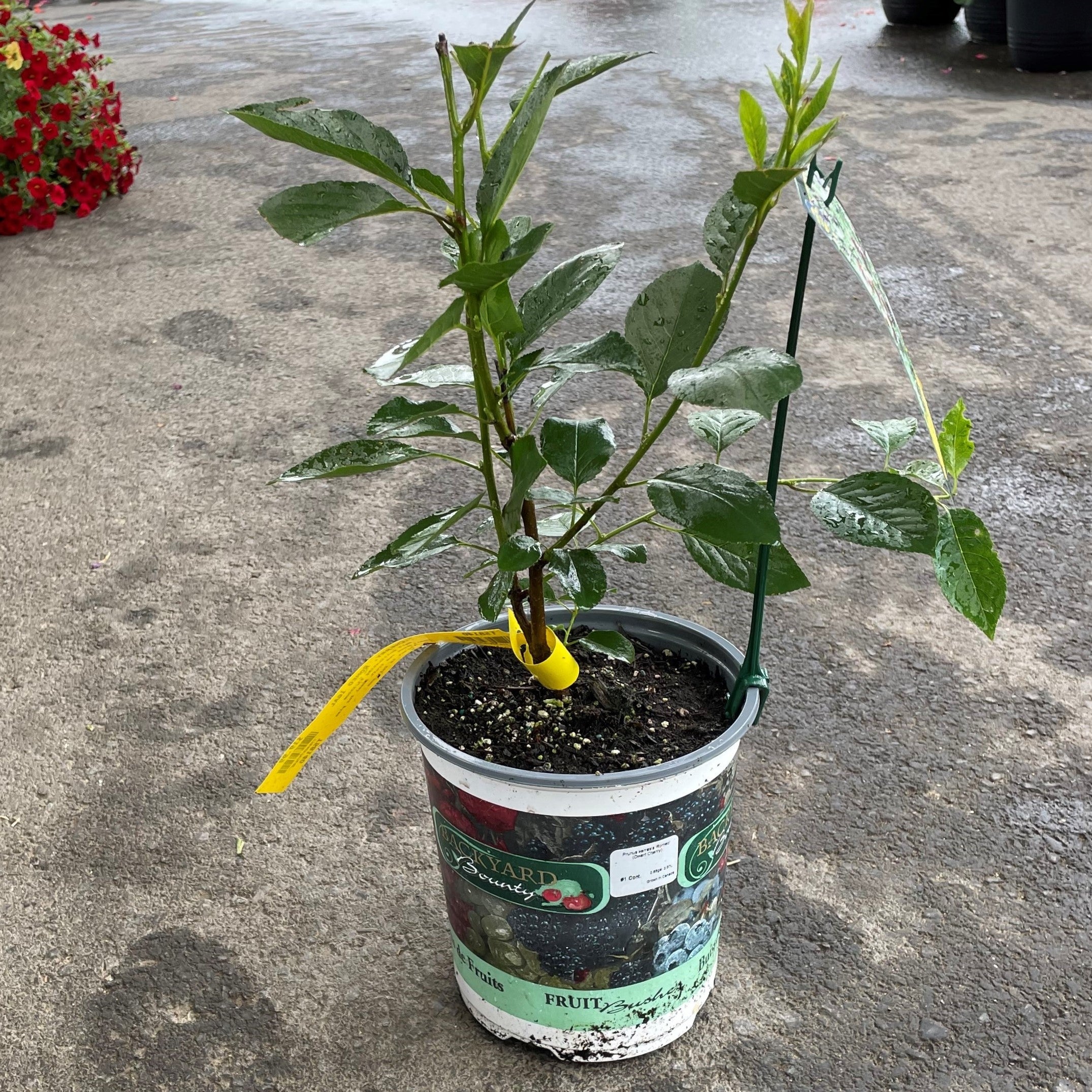 Cherry 'Juliet'