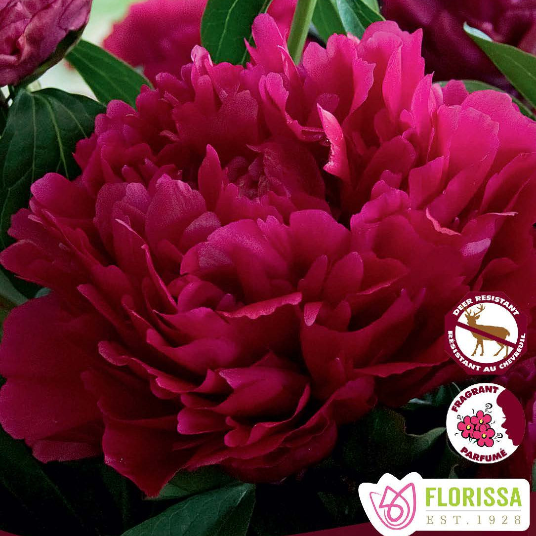 Garden Peony ‘Adolphe Rousseau’