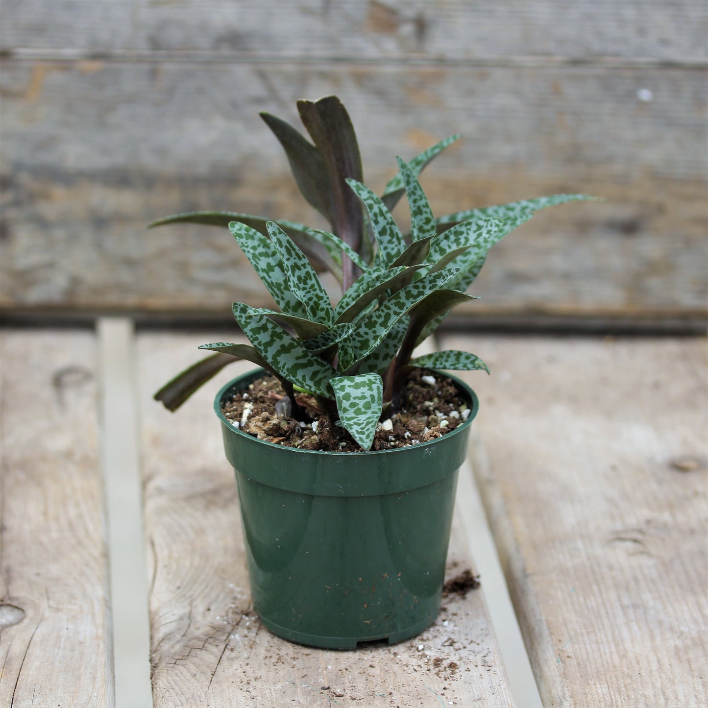 Silver Squill