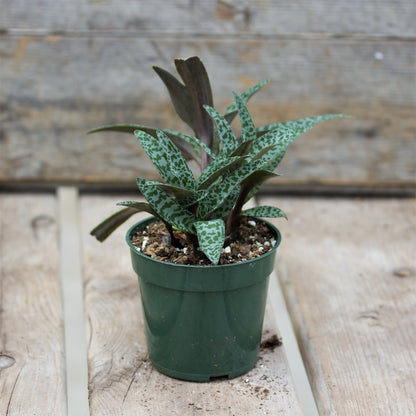 Silver Squill