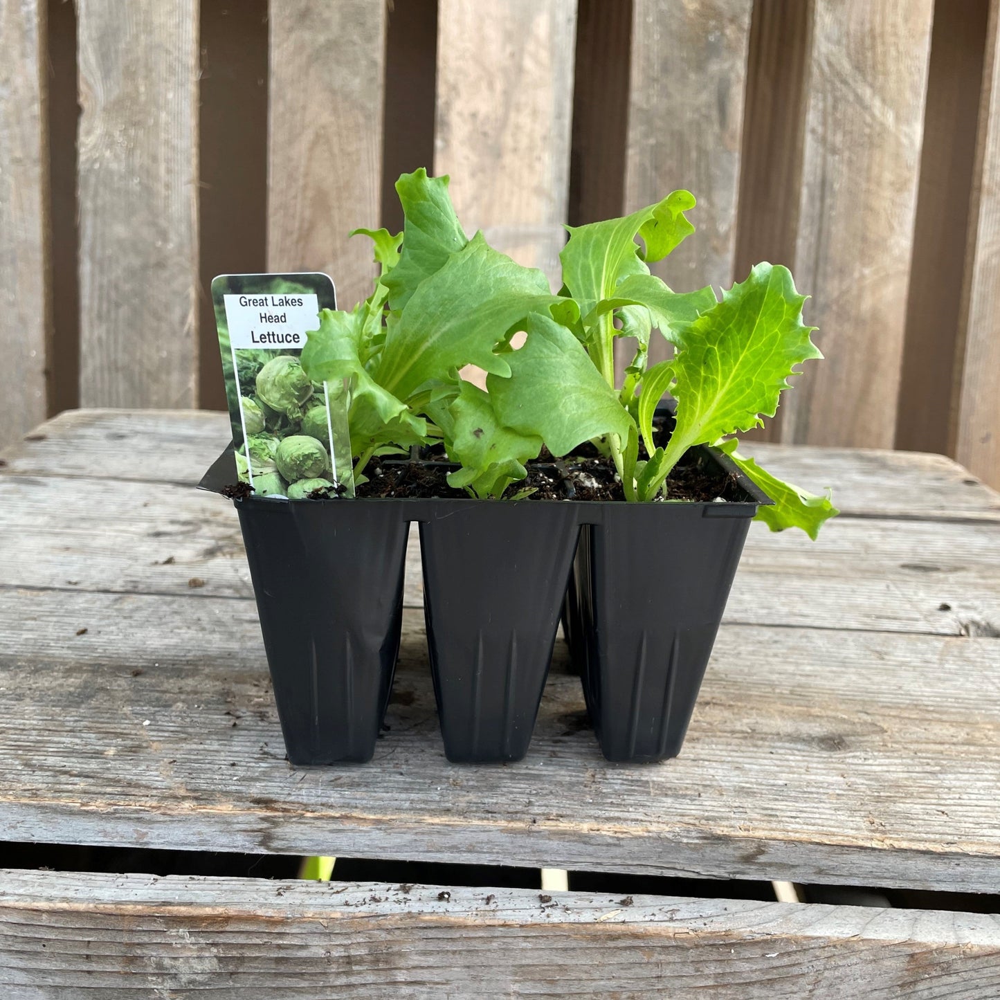 Lettuce 'Great Lakes 659'