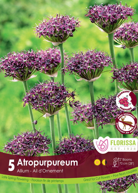 Allium Atropurpureum Bulbs 5/Pkg