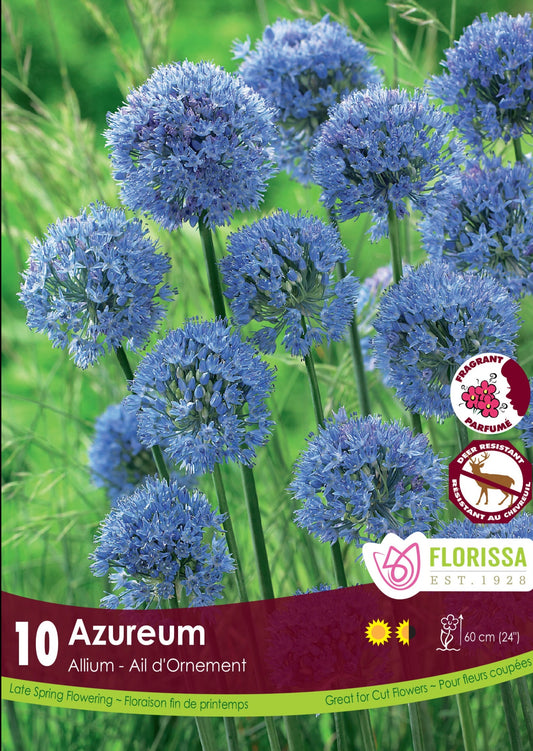 Allium Azureum Bulbs 10/Pkg