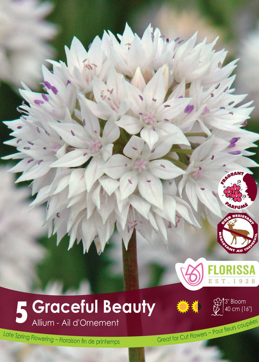 Allium Graceful Beauty Bulbs 5/Pkg
