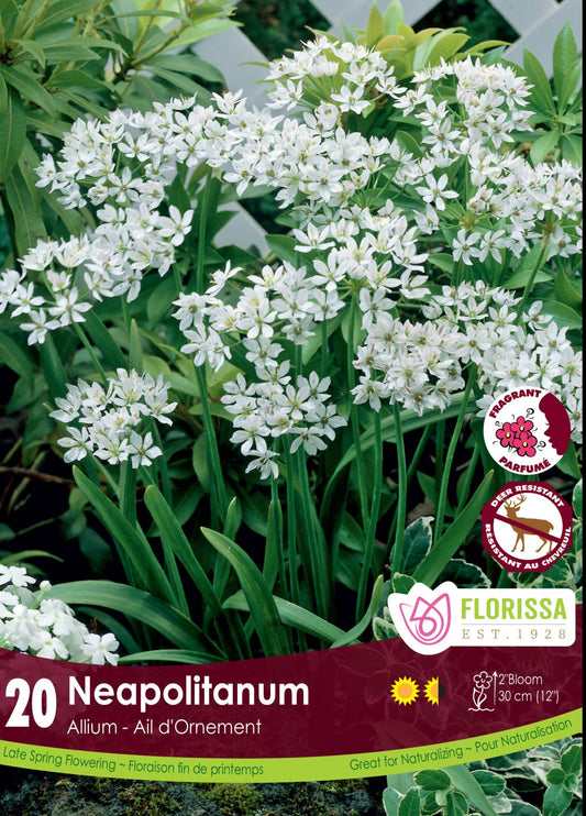 Allium Neapolitanum Bulbs 20/pkg
