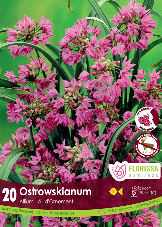 Allium Ostrowskianum Bulbs 20/pkg