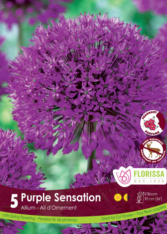 Allium Purple Sensation Bulbs 5/Pkg