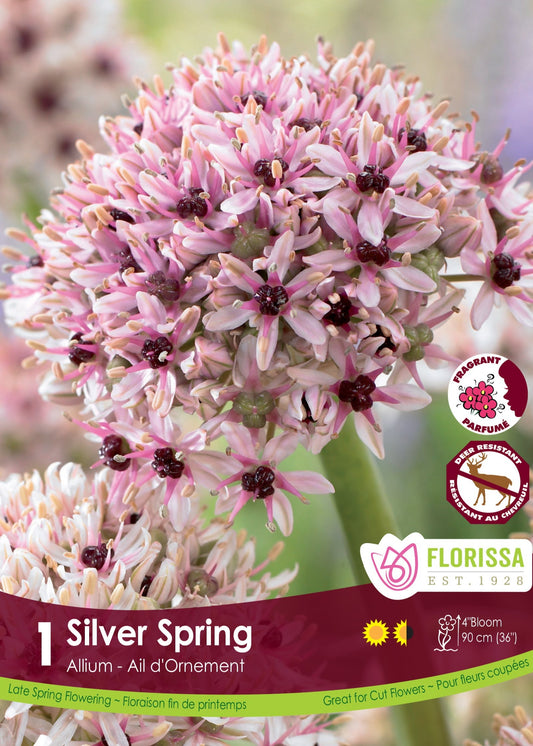 Allium Silver Spring Bulb 1/Pkg