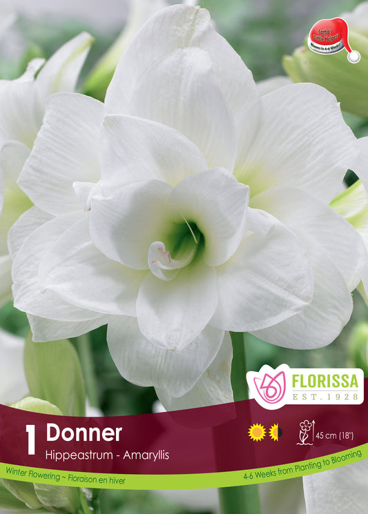 Amaryllis 'Donner' Bulb 1/pkg