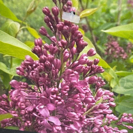 Lilac 'Monge'