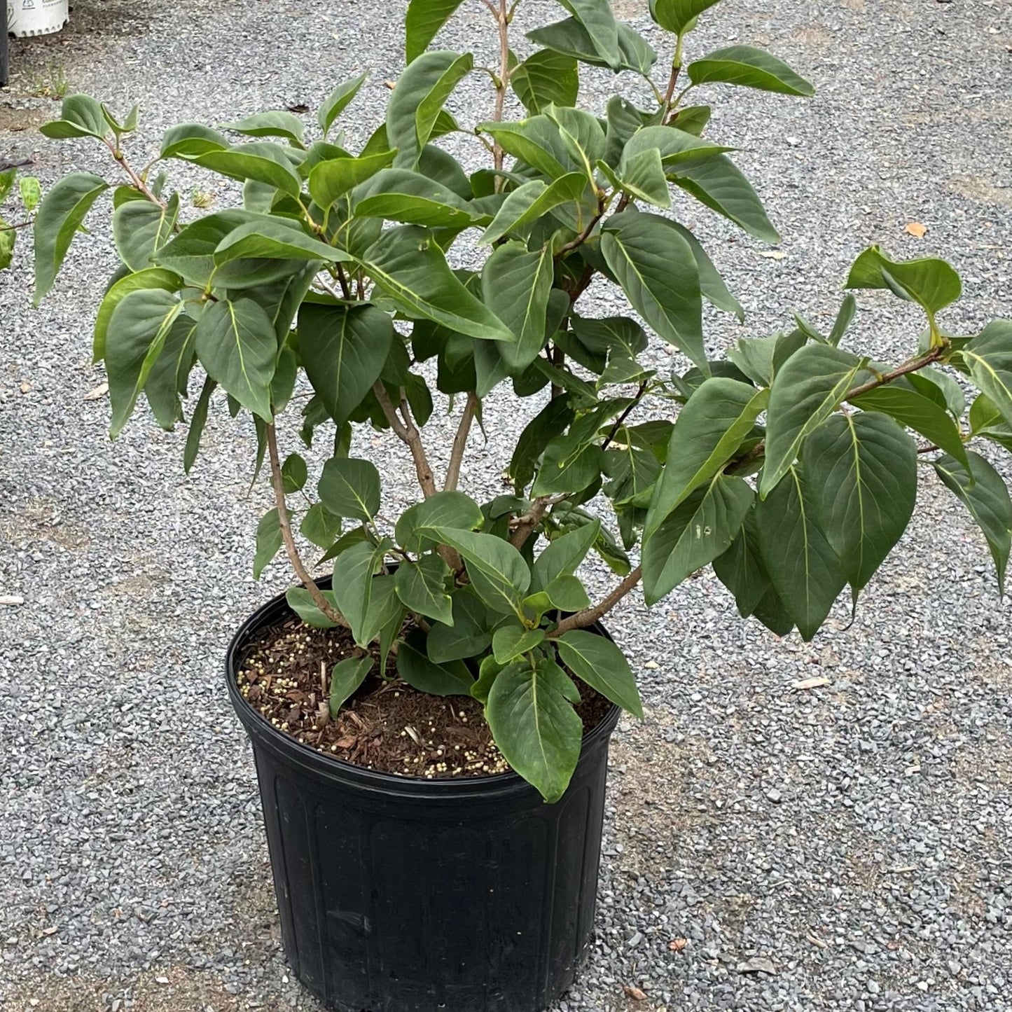 Lilac 'Monge'