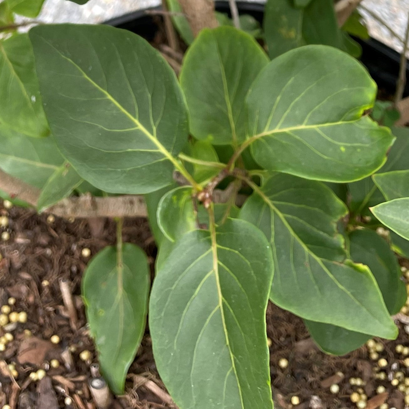Lilac 'Monge'