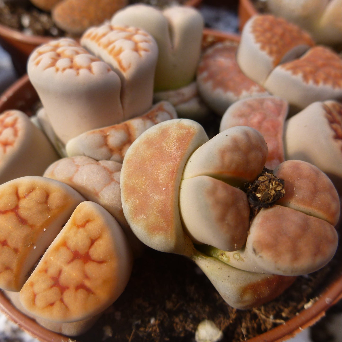 Livingstones (Lithops) 2.5" Pot