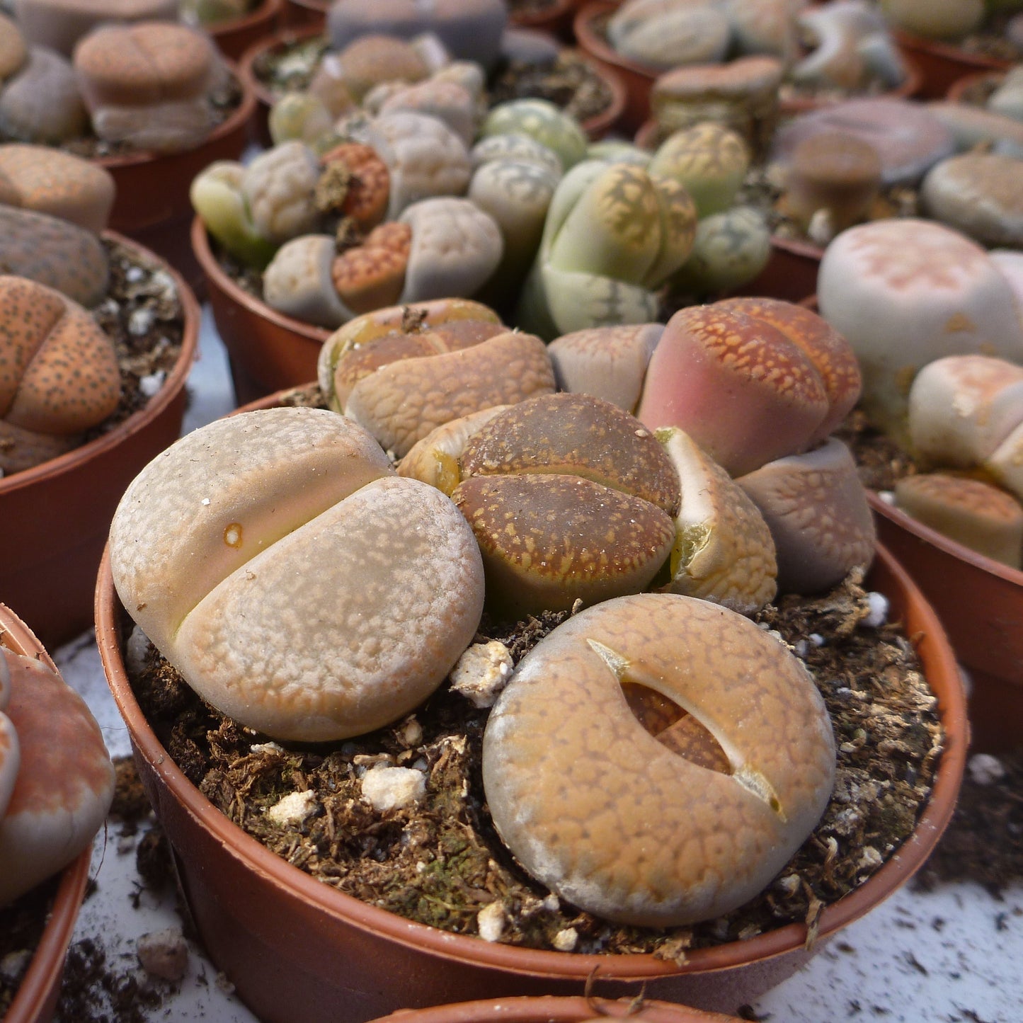 Livingstones (Lithops) 2.5" Pot