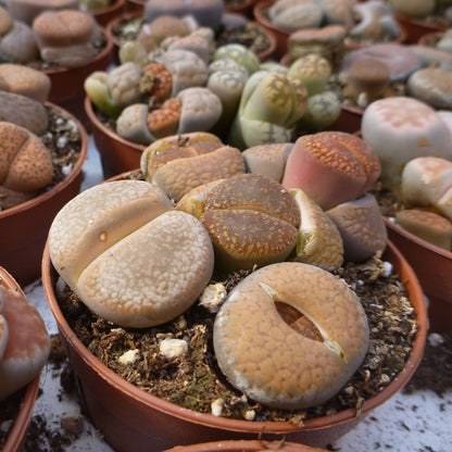 Livingstones (Lithops)