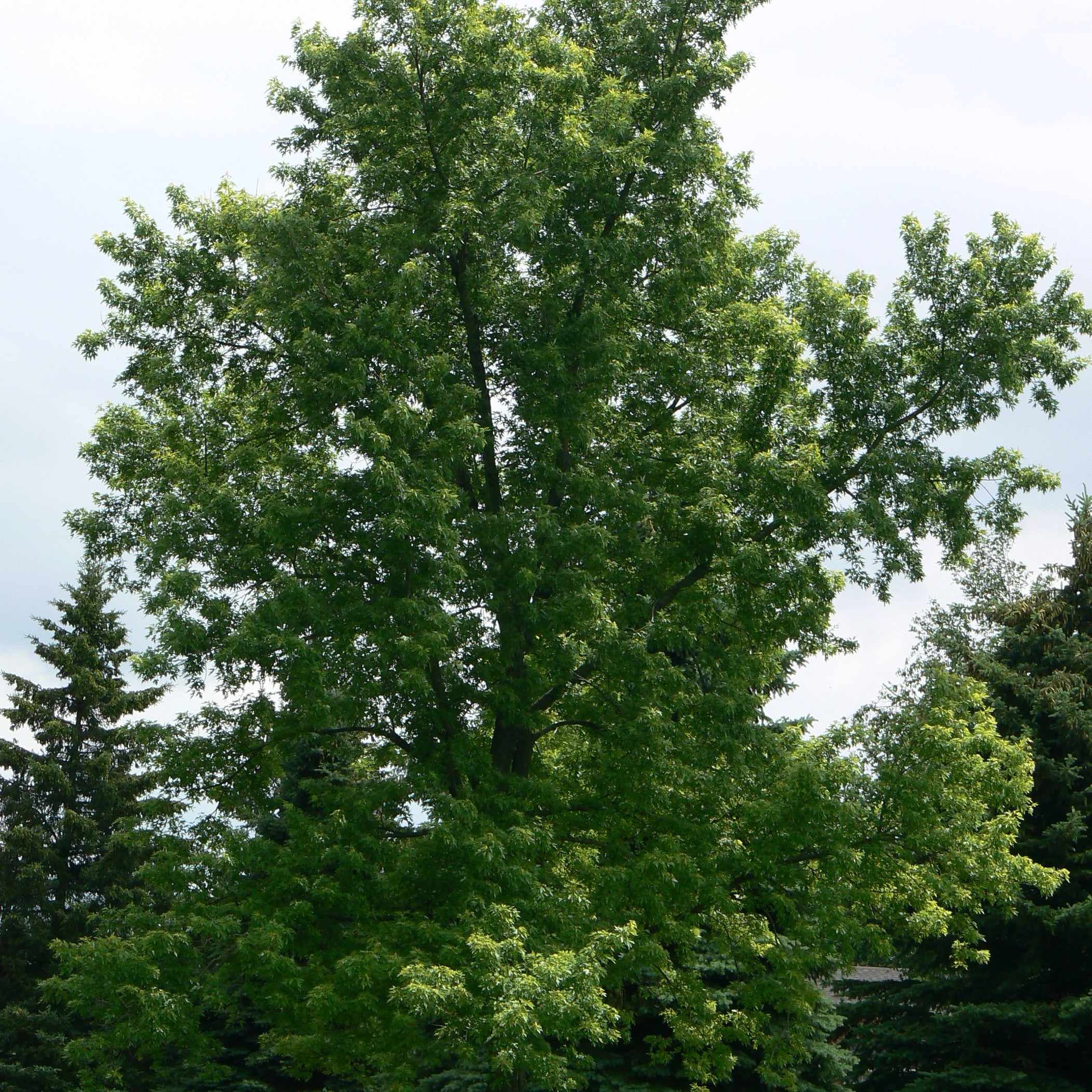 Maple 'Silver'