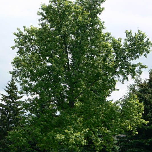 Maple 'Silver'