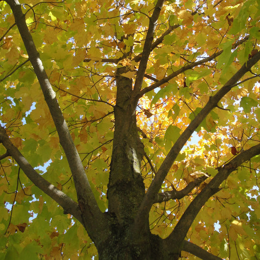 Maple 'Sugar'