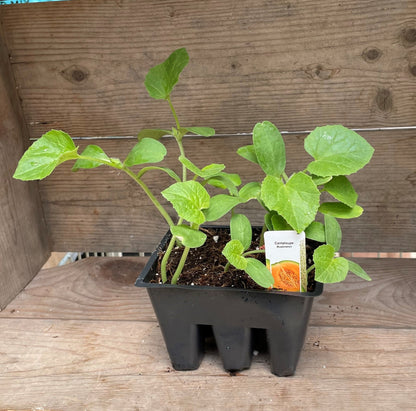 Melon Cantaloupe 'Muskmelon'