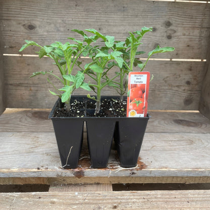 Tomato 'Mountain Merit'