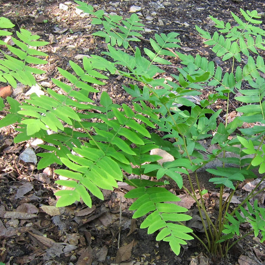 Royal Fern