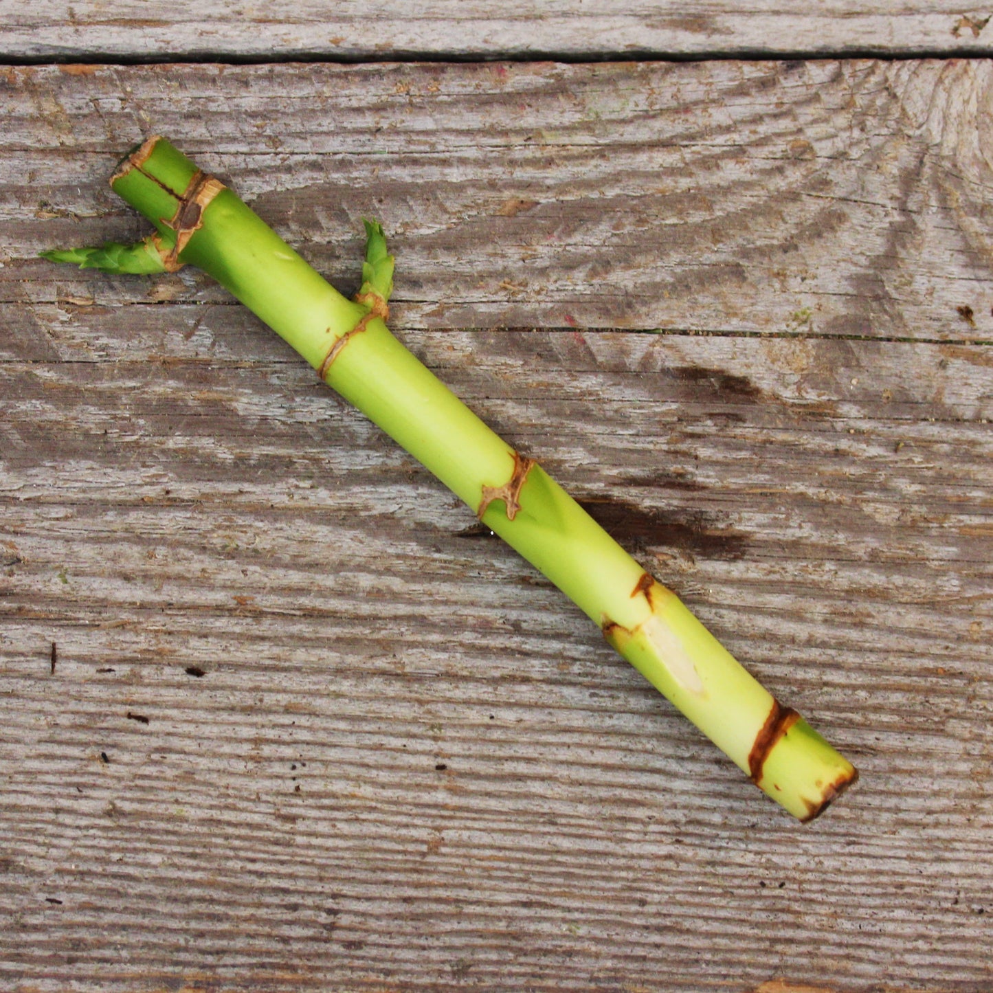 Lucky Bamboo 15-20cm