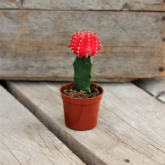 Cactus Grafted 2.5" Pot