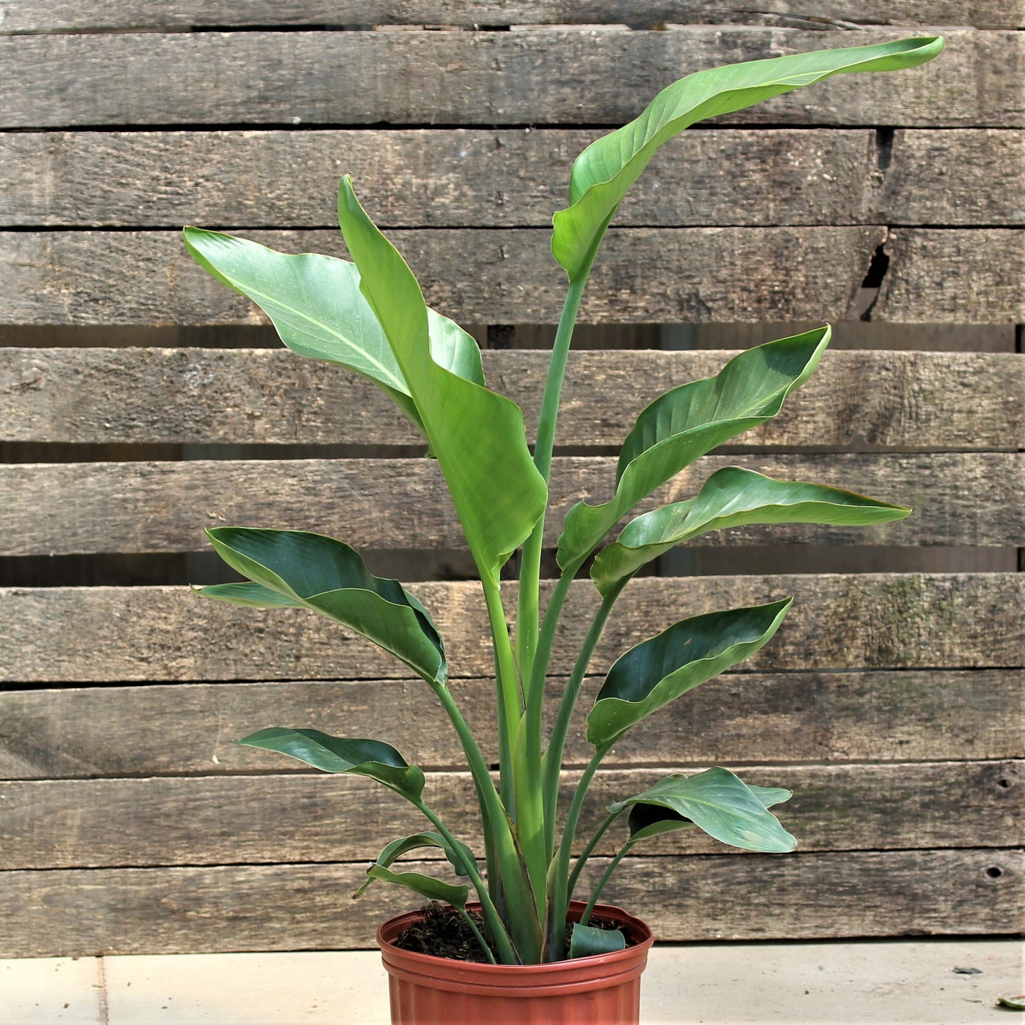 Bird of Paradise White 10" Pot