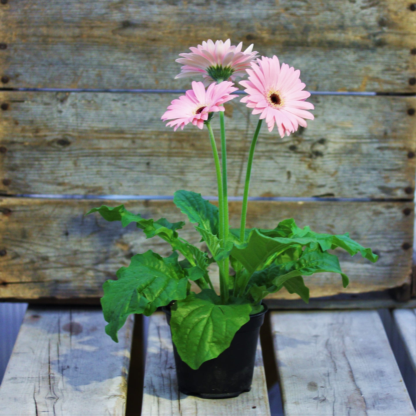 Gerbera Daisy