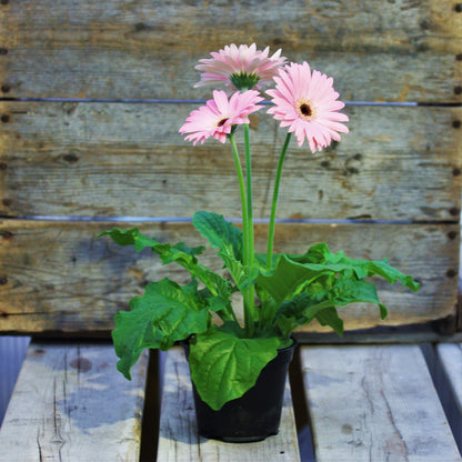 Gerbera Daisy
