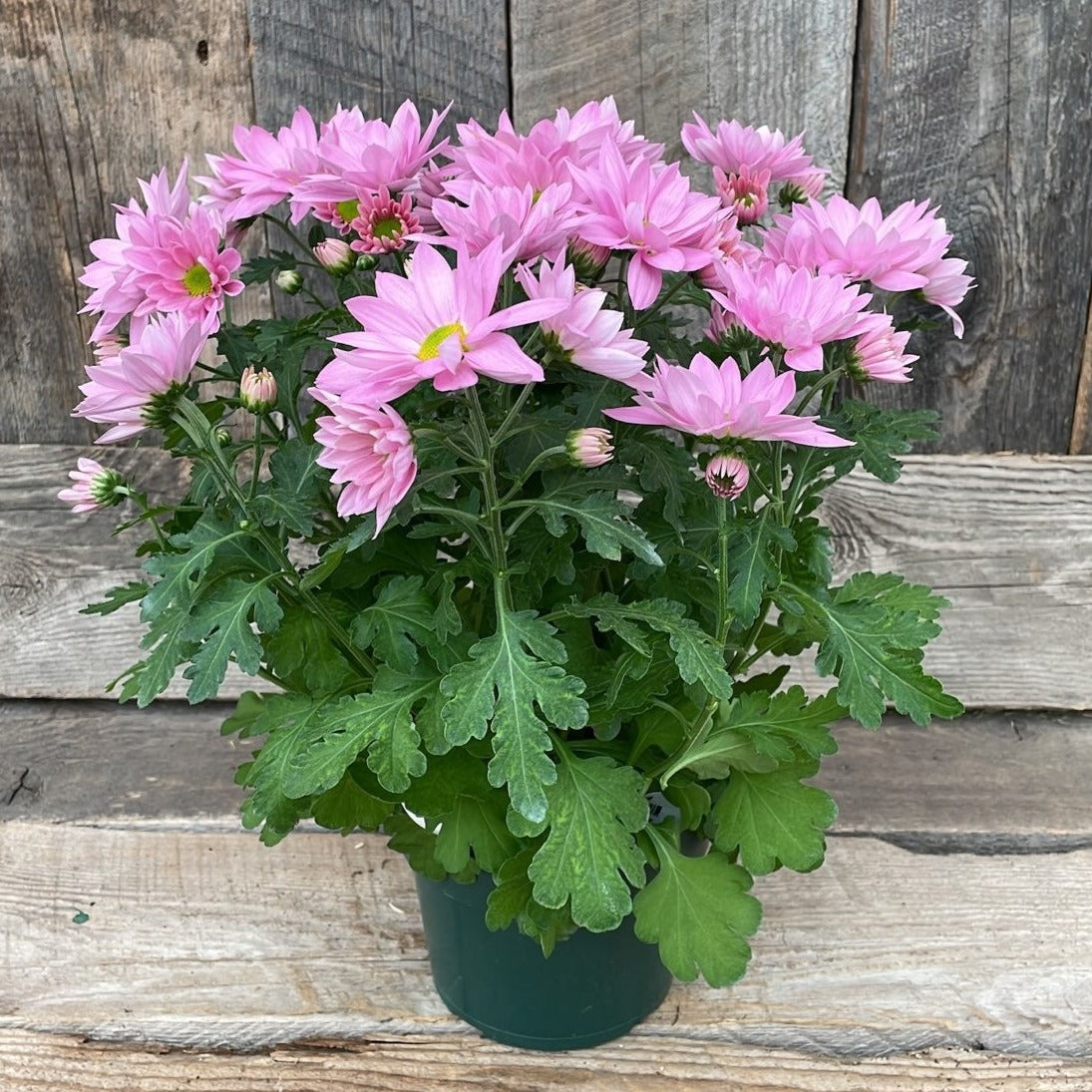 Spring Chrysanthemum