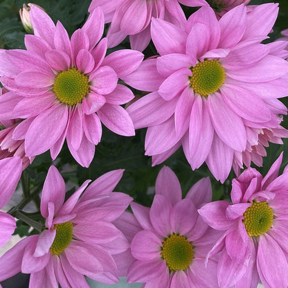Spring Chrysanthemum