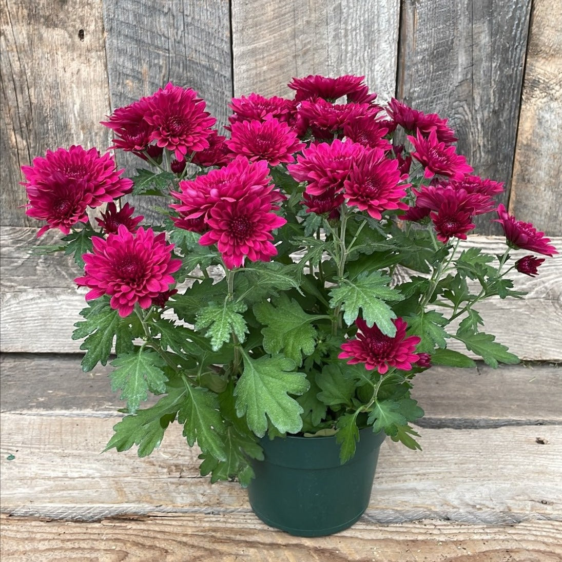 Spring Chrysanthemum