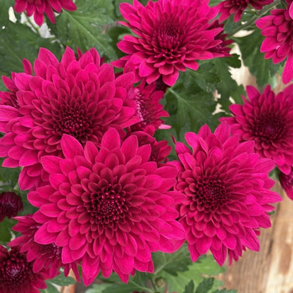 Spring Chrysanthemum