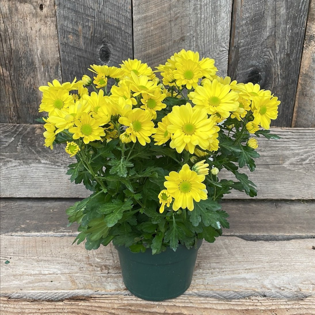 Spring Chrysanthemum