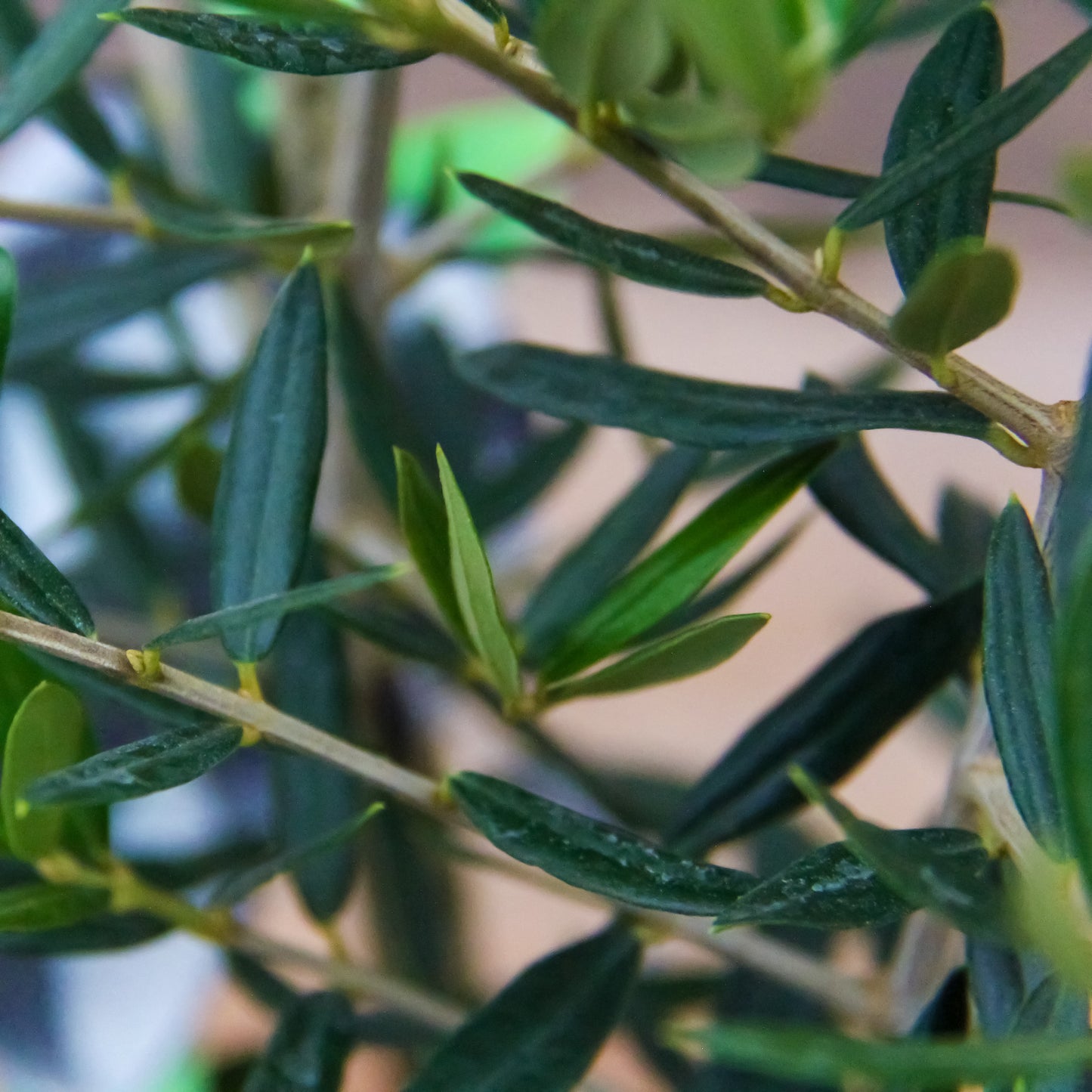 Olive Plant 6" Pot