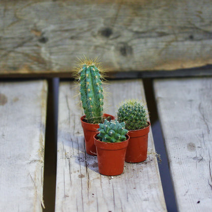 Cactus Assorted 1.5" Pot (Assorted Only)