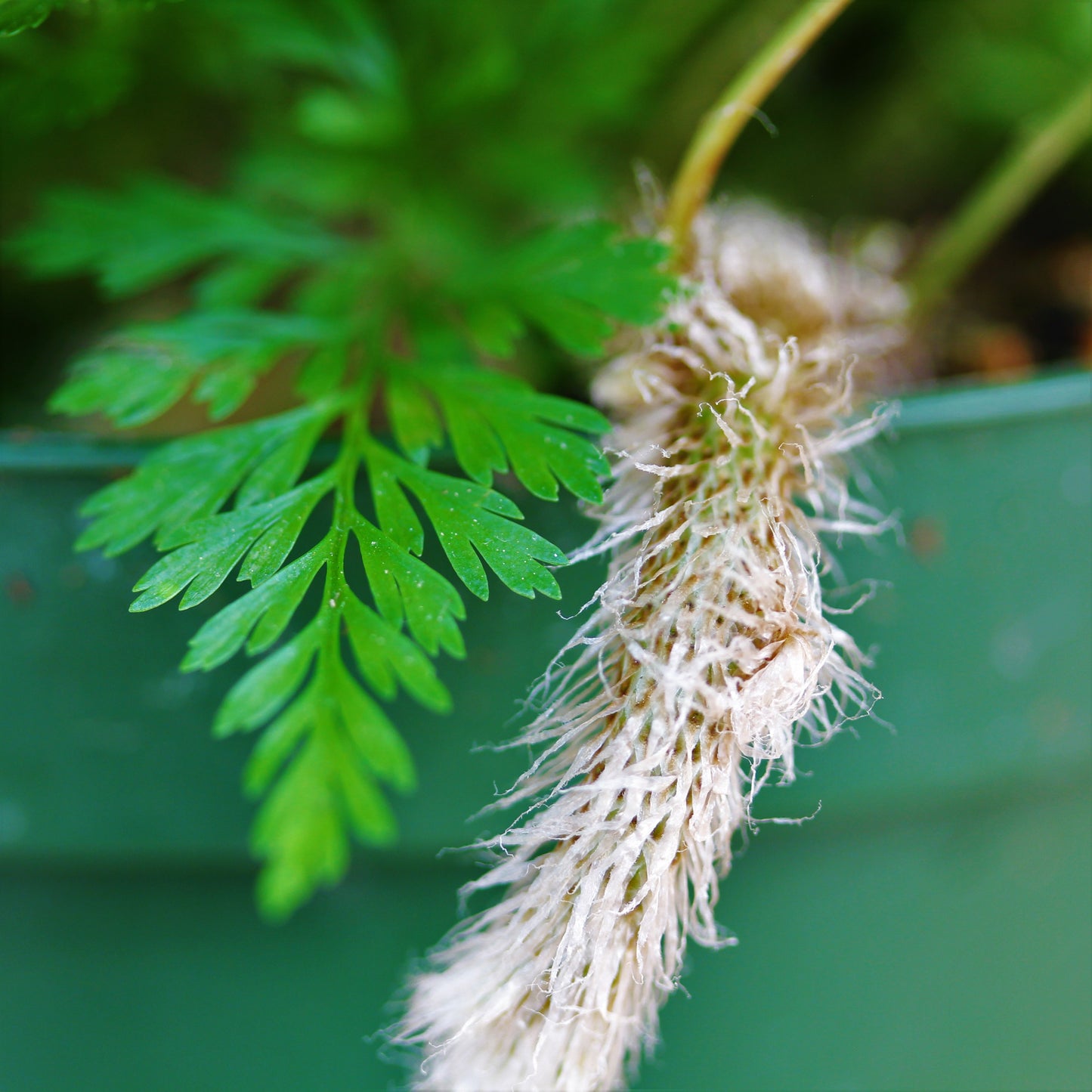 Rabbit's Foot Fern