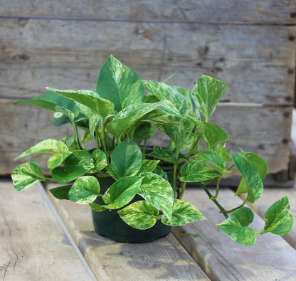 Pothos Marble Queen 6" Pot