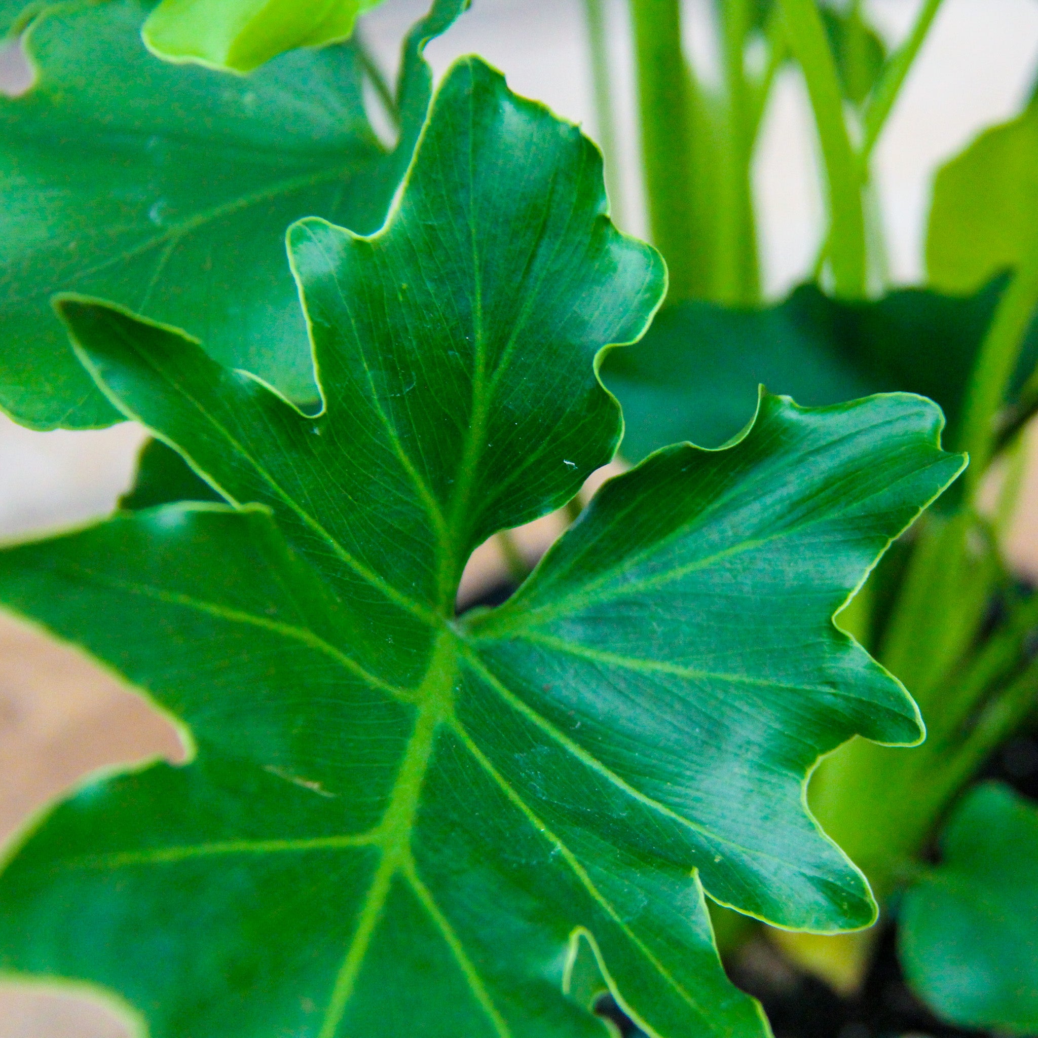 Philodendron 'Lickety Split'