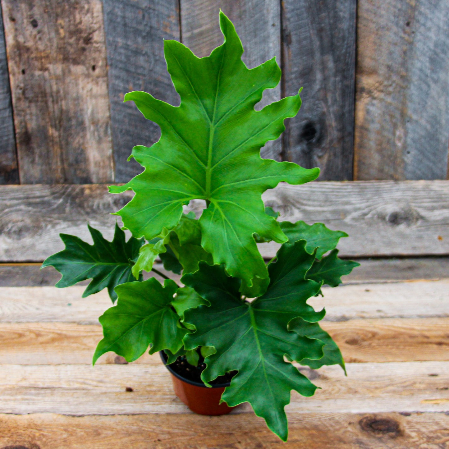 Philodendron 'Lickety Split'