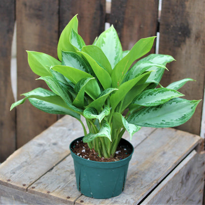 Aglaonema Silver Bay 6" Pot